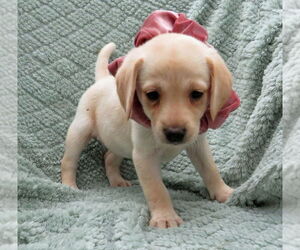 Labrador Retriever Dogs for adoption in Grovertown, IN, USA