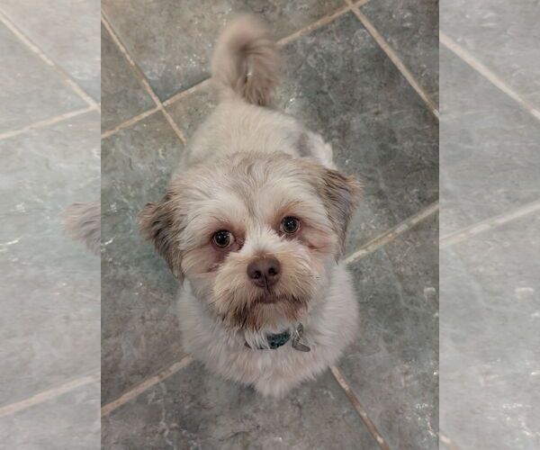 Medium Photo #7 Havashu Puppy For Sale in Greensboro, NC, USA