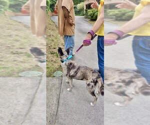 Luna - Female Catahoula Leopard Dog-Unknown Mix Dog for Adoption - Photo #2