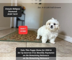 Shih-Poo Puppy for sale in TUCSON, AZ, USA