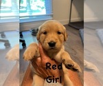 Puppy Red Golden Retriever