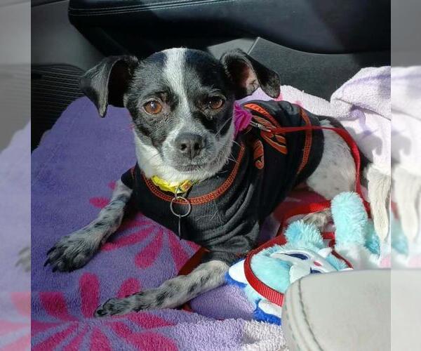 Medium Photo #3 Chihuahua Puppy For Sale in Martinez, CA, USA