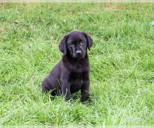 Labrador Retriever Puppy for sale in SYRACUSE, IN, USA