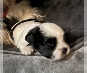 Shih Tzu Puppy for Sale in AUSTELL, Georgia USA