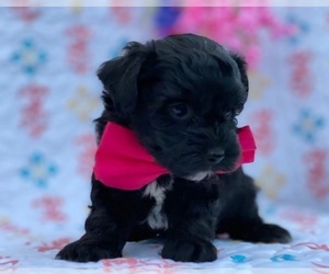 YorkiePoo Puppy for sale in LANCASTER, PA, USA