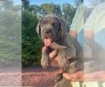 Puppy Amarus Cane Corso