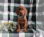 Small Photo #3 Irish Setter Puppy For Sale in BIRD IN HAND, PA, USA