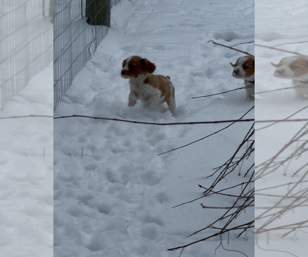 Medium Photo #14 Brittany Puppy For Sale in ORRUM, NC, USA