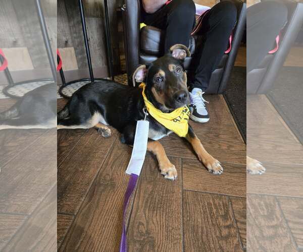 Medium Photo #7 Mutt Puppy For Sale in Woodbury, NY, USA