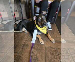 BLIPPI - Male Mutt Dog for Adoption - Photo #7