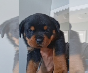 Medium Rottweiler