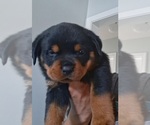 Puppy Puppy 2 Rottweiler