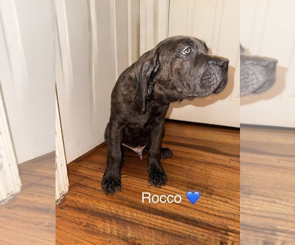 Medium Photo #1 Cane Corso Puppy For Sale in PHILADELPHIA, PA, USA