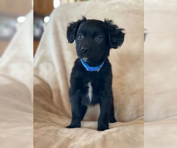 Medium Photo #2 Labrador Retriever-Unknown Mix Puppy For Sale in Duluth, MN, USA