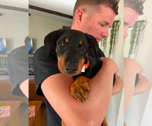 Doberman Pinscher Dogs for adoption in Buffalo, MN, USA