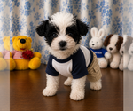 Small #4 Morkie