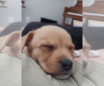 Small #3 Mutt