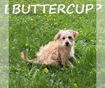 Image preview for Ad Listing. Nickname: Buttercup