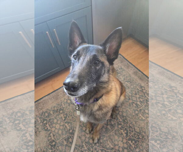 Medium Photo #9 Mutt Puppy For Sale in Stevens Point, WI, USA