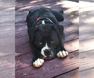American Bulldog Dogs for adoption in Rockville, MD, USA