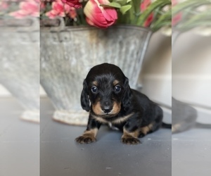 Dachshund Puppy for sale in ROWLEY, MA, USA