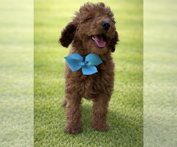 Medium Photo #1 Goldendoodle Puppy For Sale in CHULA VISTA, CA, USA