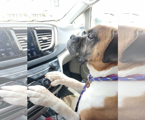 Medium Photo #3 Boxer Puppy For Sale in Burnsville, MN, USA