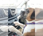 Small #2 Boxer
