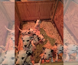 Dalmatian Litter for sale in LEIPSIC, OH, USA