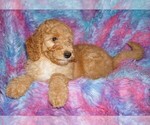 Small #7 Labradoodle
