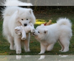 Father of the Samoyed puppies born on 02/18/2024
