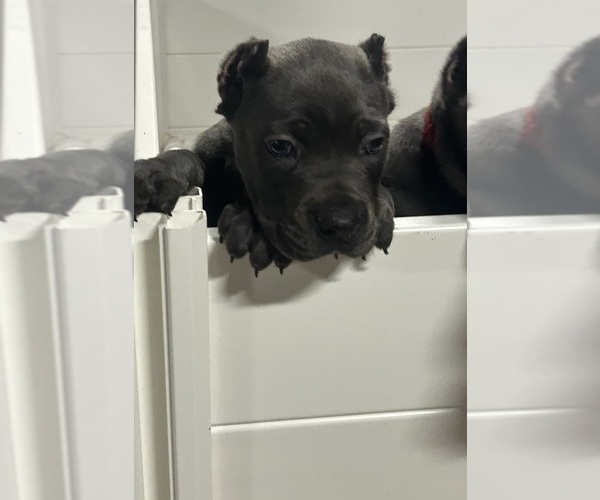 Medium Photo #1 Cane Corso Puppy For Sale in PIKESVILLE, MD, USA