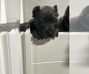 Cane Corso Puppy for Sale in PIKESVILLE, Maryland USA