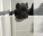Small Cane Corso
