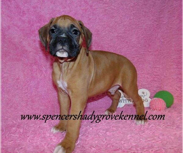 Medium Photo #5 Boxer Puppy For Sale in CABOOL, MO, USA