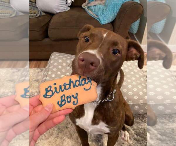 Medium Photo #21 American Pit Bull Terrier-Unknown Mix Puppy For Sale in Rockaway, NJ, USA