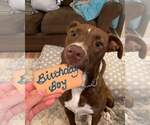 Small #20 American Pit Bull Terrier Mix