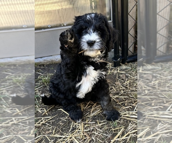 Medium Photo #1 Miniature Bernedoodle Puppy For Sale in HOLT, MO, USA