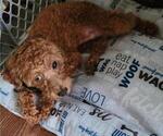Small Photo #1 Poodle (Miniature) Puppy For Sale in WOODBRIDGE, VA, USA
