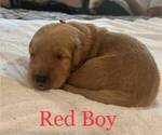 Small Photo #4 Golden Retriever Puppy For Sale in FRESNO, CA, USA