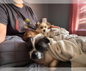 Mutt Dogs for adoption in Grafton, WI, USA
