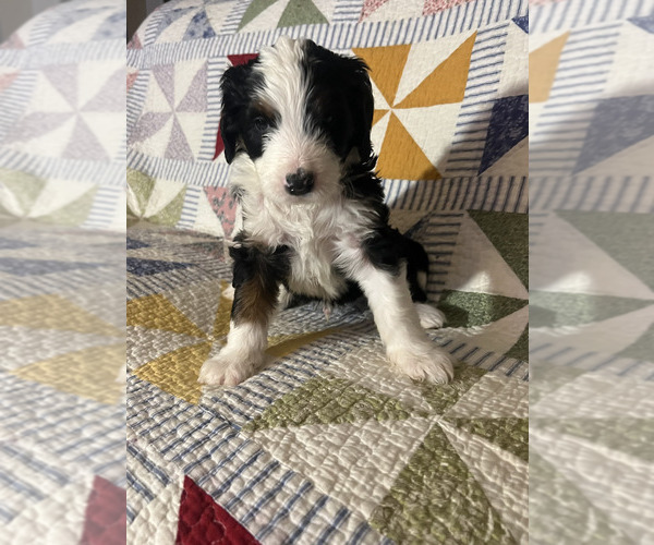 Medium Photo #4 Bernedoodle Puppy For Sale in SUNNYVALE, CA, USA