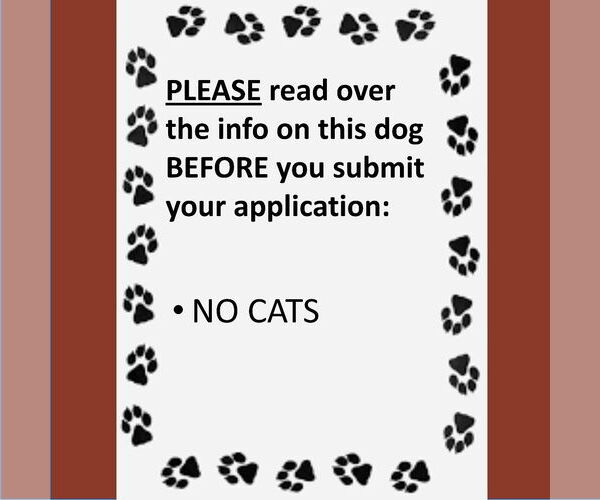 Medium Photo #2 Mutt Puppy For Sale in Fargo, ND, USA