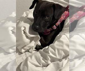 American Staffordshire Terrier-Rhodesian Ridgeback Mix Dogs for adoption in San Antonio, TX, USA