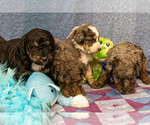 Small Photo #3 Bernedoodle (Miniature) Puppy For Sale in ROY, UT, USA