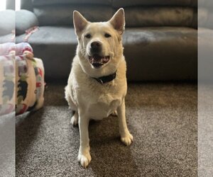 Akita-Unknown Mix Dogs for adoption in Princeton, MN, USA
