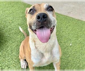 Boxer-Unknown Mix Dogs for adoption in Raleigh, NC, USA