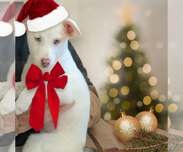 Medium Photo #1 Labsky Puppy For Sale in garner, NC, USA