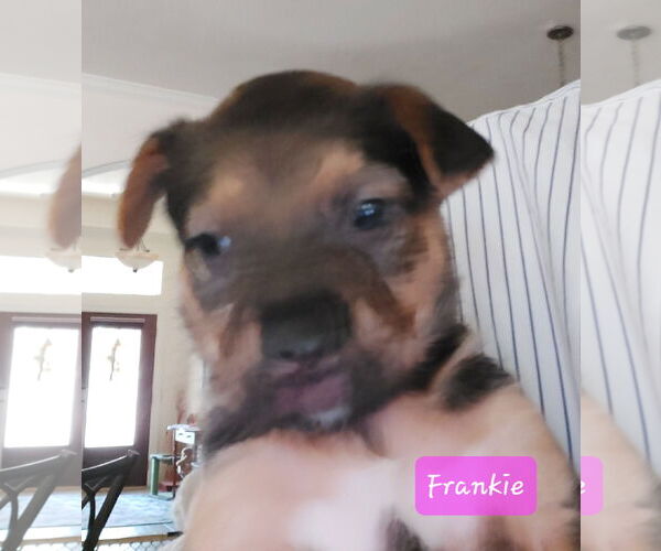 Medium Photo #1 Labrador Retriever-Unknown Mix Puppy For Sale in The Woodlands, TX, USA