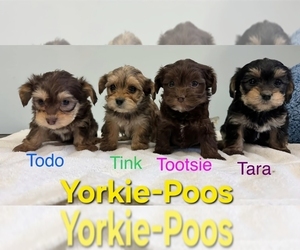YorkiePoo Puppy for sale in MIDDLETOWN, IN, USA